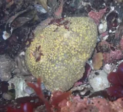 Sulphur Boring Sponge thumbnail 2