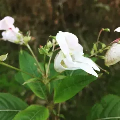 Himalayan balsam thumbnail 3