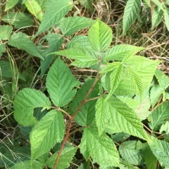 Allegheny blackberry thumbnail 2