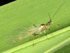 English Grain Aphid thumbnail 3