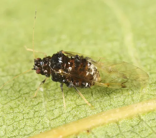Black Pecan Aphid