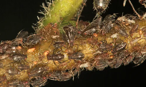 Dark birch aphid