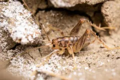 plains camel cricket thumbnail 4