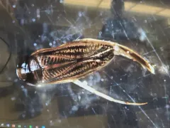 Sigara lineata thumbnail 2