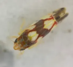 Erythroneura elegans thumbnail 4