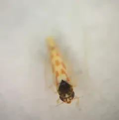 Eratoneura ardens thumbnail 4