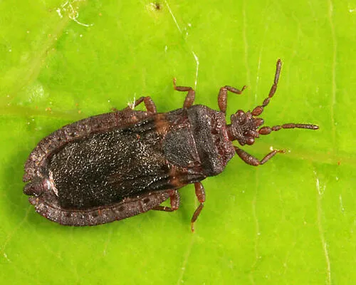 Aneurus fiskei