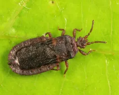 Aneurus fiskei thumbnail 1