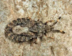 Aradus similis thumbnail 3
