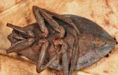Belostoma testaceum thumbnail 2