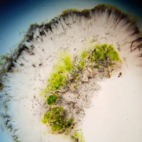 Shadow Dot Lichen