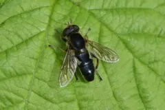 Treacherous Swamp Fly thumbnail 3