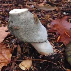 Ravenel's stinkhorn thumbnail 4