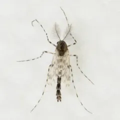 Ablabesmyia illinoensis thumbnail 1