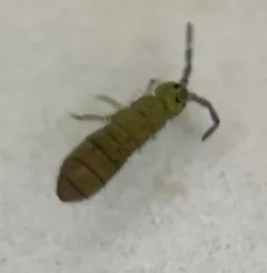Isotoma viridis thumbnail 4