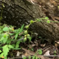 Prickly Quill Sedge thumbnail 4