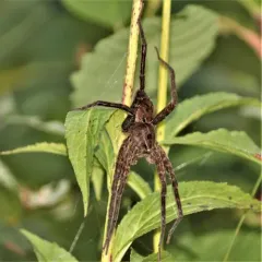 Banded Fishing Spider thumbnail 3