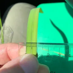 Floating Mannagrass thumbnail 4