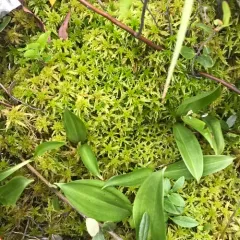 Flat-top Bogmoss thumbnail 2