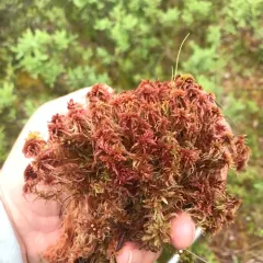 Red Peatmoss thumbnail 2