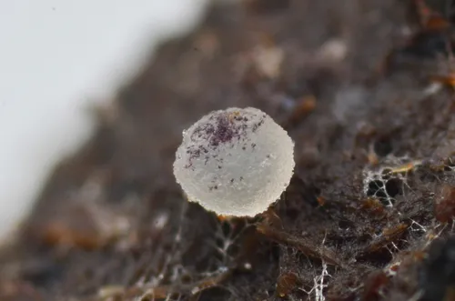 Ascobolus albidus