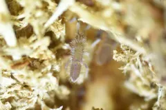 Entomobrya griseoolivata thumbnail 2
