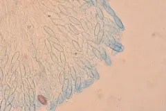 Lasiobolus macrotrichus thumbnail 2
