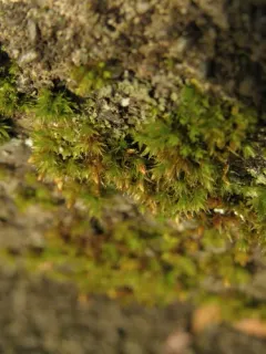 White-tipped Bristle-moss thumbnail 3