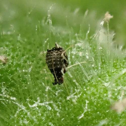 Fern aphid