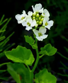 heartleaf bittercress thumbnail 2