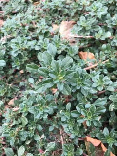 procumbent pigweed thumbnail 2