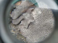 Puckered Rocktripe Lichen thumbnail 2
