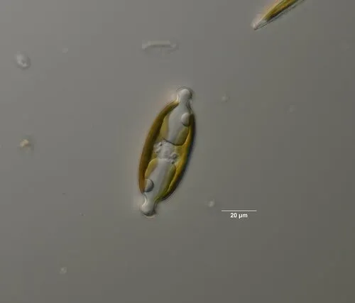 Caloneis amphisbaena