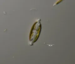 Caloneis amphisbaena thumbnail 1