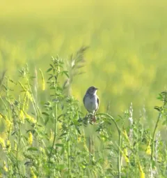 Baird's Sparrow thumbnail 3