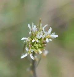 drummond's rockcress thumbnail 3