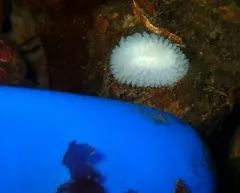 Tuberculate Dorid thumbnail 2