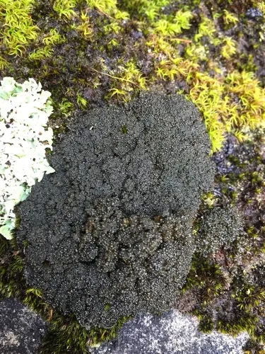 Thousand-fruited Jelly Lichen