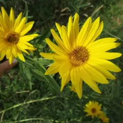 Maximilian sunflower thumbnail 3