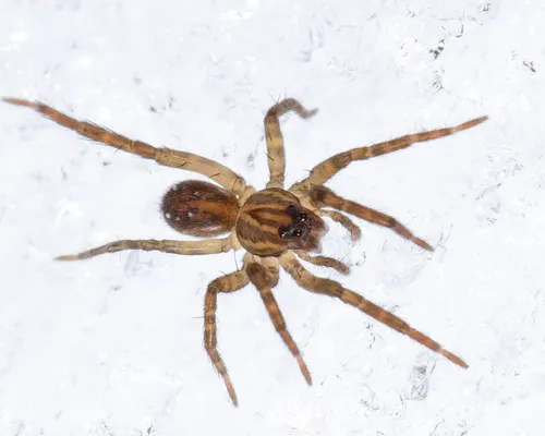 Lonely Wolf Spider