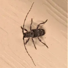 Rough-coated Longhorned Beetle thumbnail 3