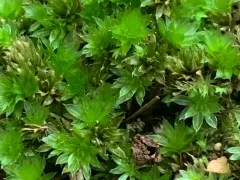 Canary Bryum Moss thumbnail 3