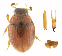 Cryptopleurum subtile thumbnail 3