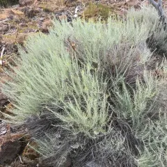 Rubber Rabbitbrush thumbnail 4