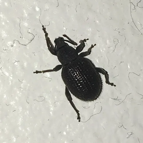 Rough strawberry root weevil