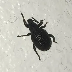 Rough strawberry root weevil thumbnail 1