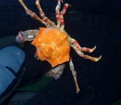 Foliate Kelp Crab thumbnail 2
