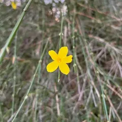 Winter jasmine thumbnail 4