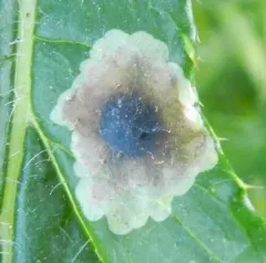 Pegomya carduorum thumbnail 2