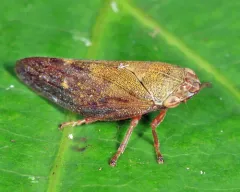 Willow Spittlebug thumbnail 2